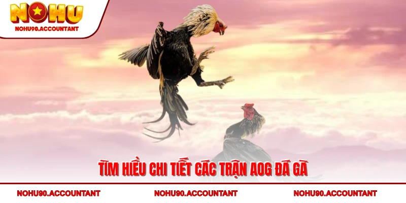 Tìm hiểu chi tiết các trận AOG đá gà